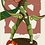 WINDRANGER